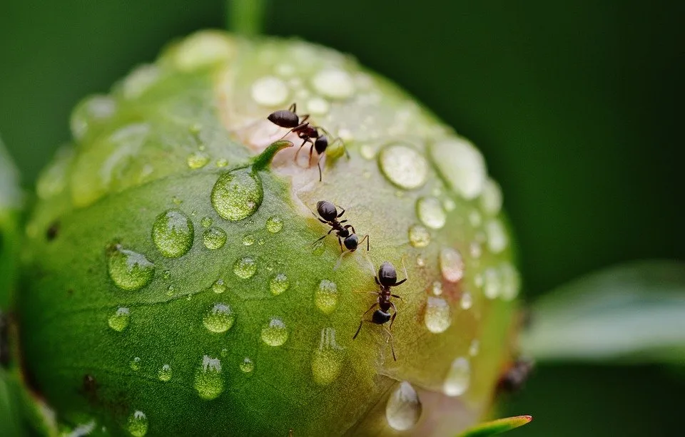 nano ants