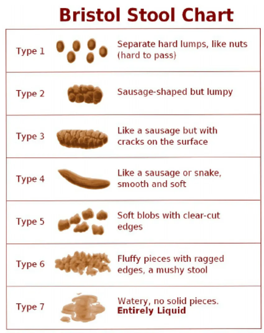 Bristol-stool-chart-Lewis-and-Heaton-1997.png