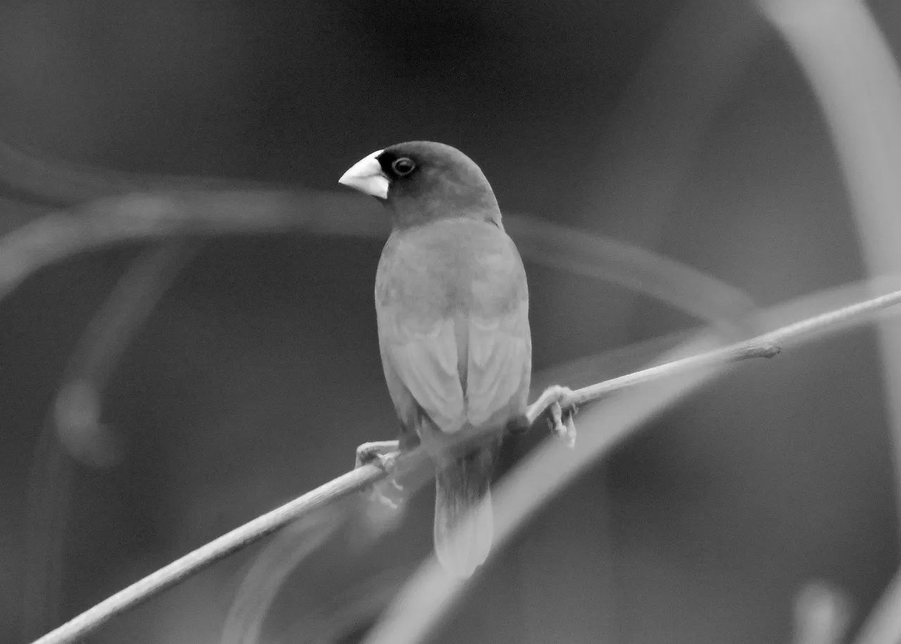 DSC_8006.jpg