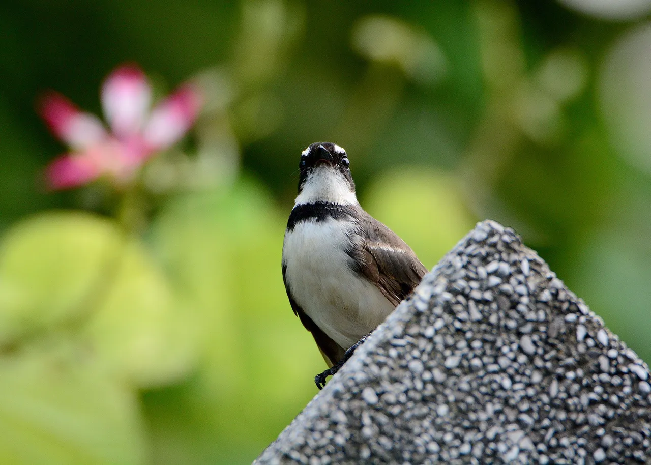 DSC_6091.jpg
