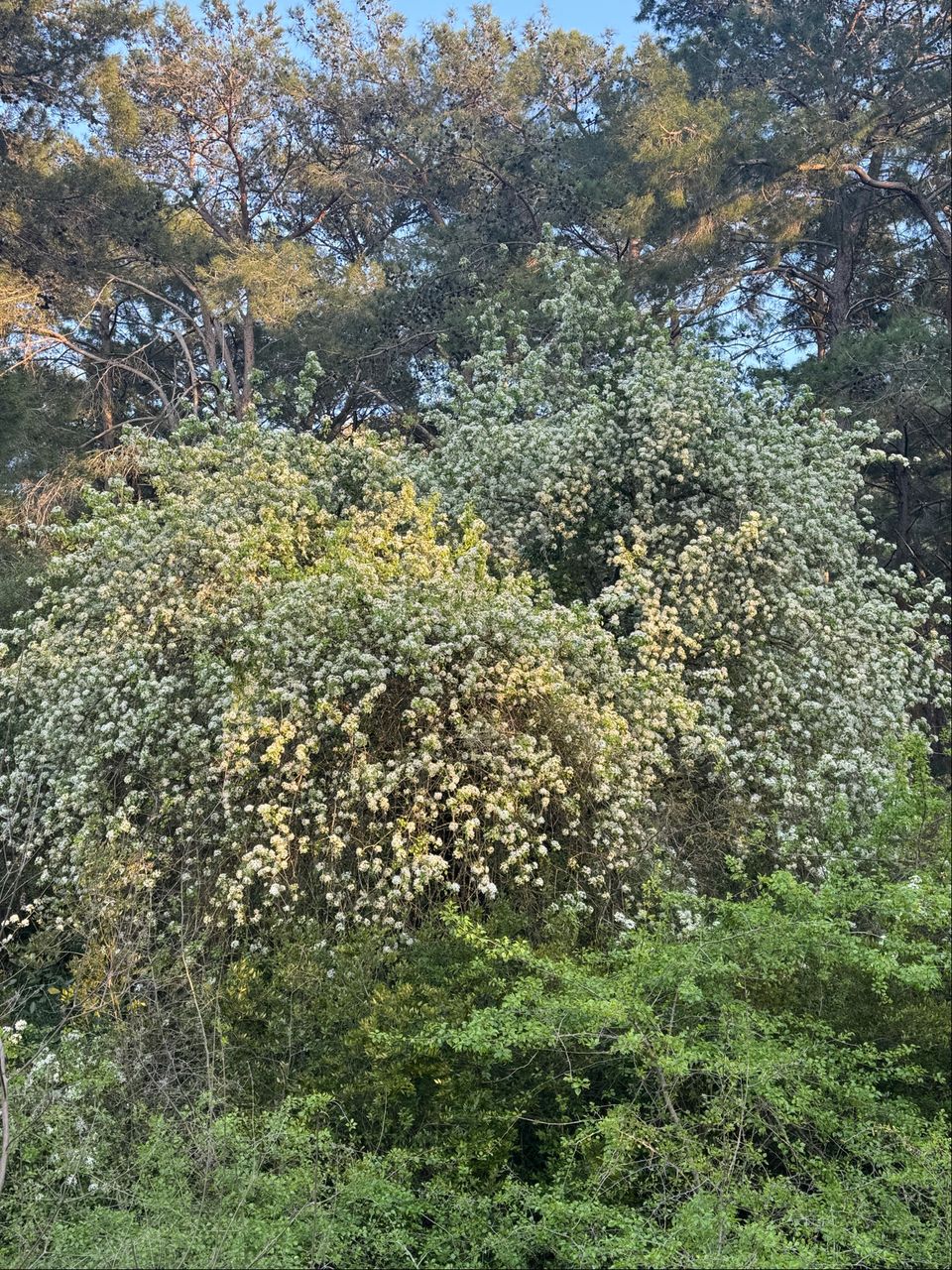 Spring Bloom in the Pine Forest