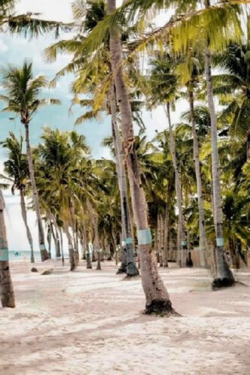 " " \" \"palms.jpg\"\"""