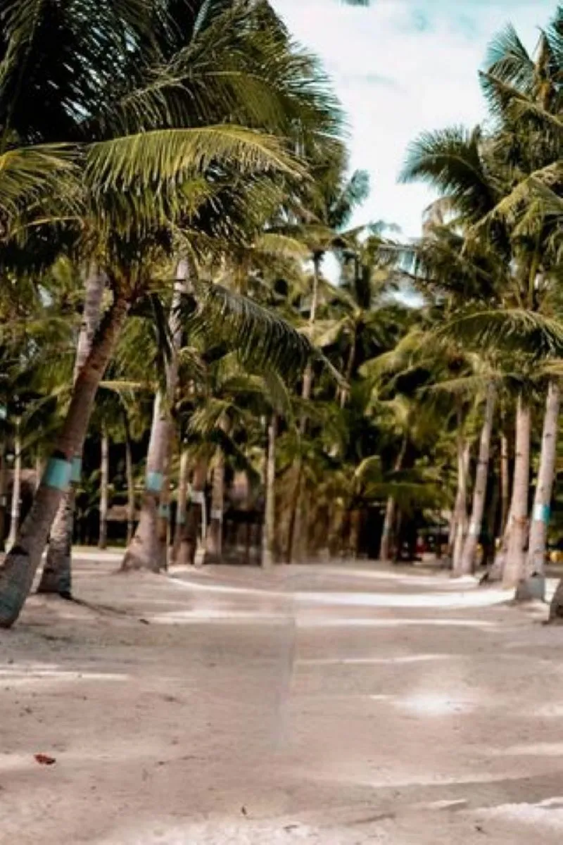 " " \" \"palm2.jpg\"\"""