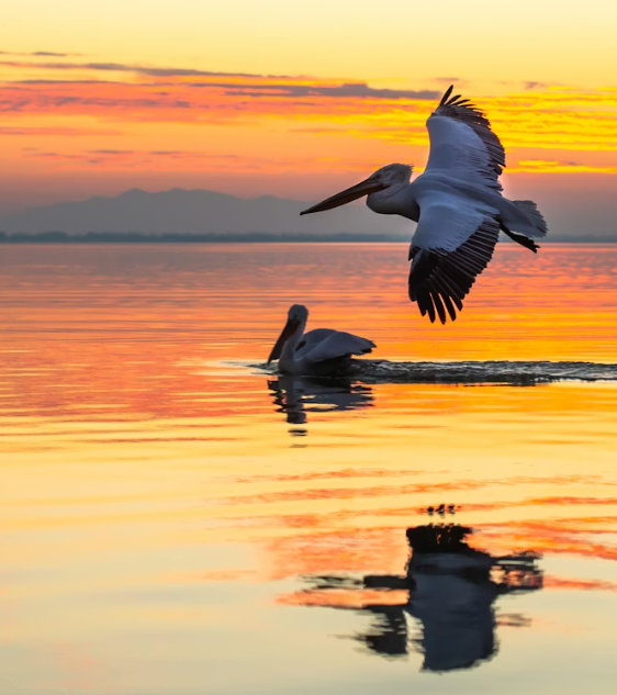 POEM: Surface Tension