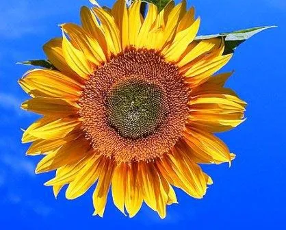 sun2.jpg