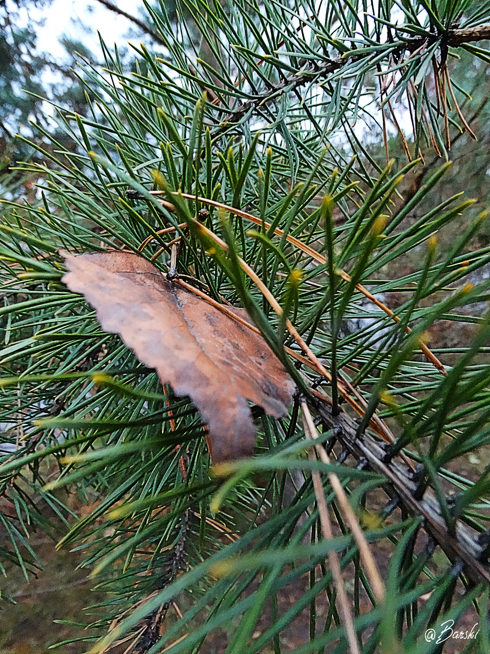 Obsessive autumn.