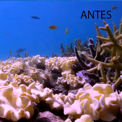 CORAL3ANTES.png