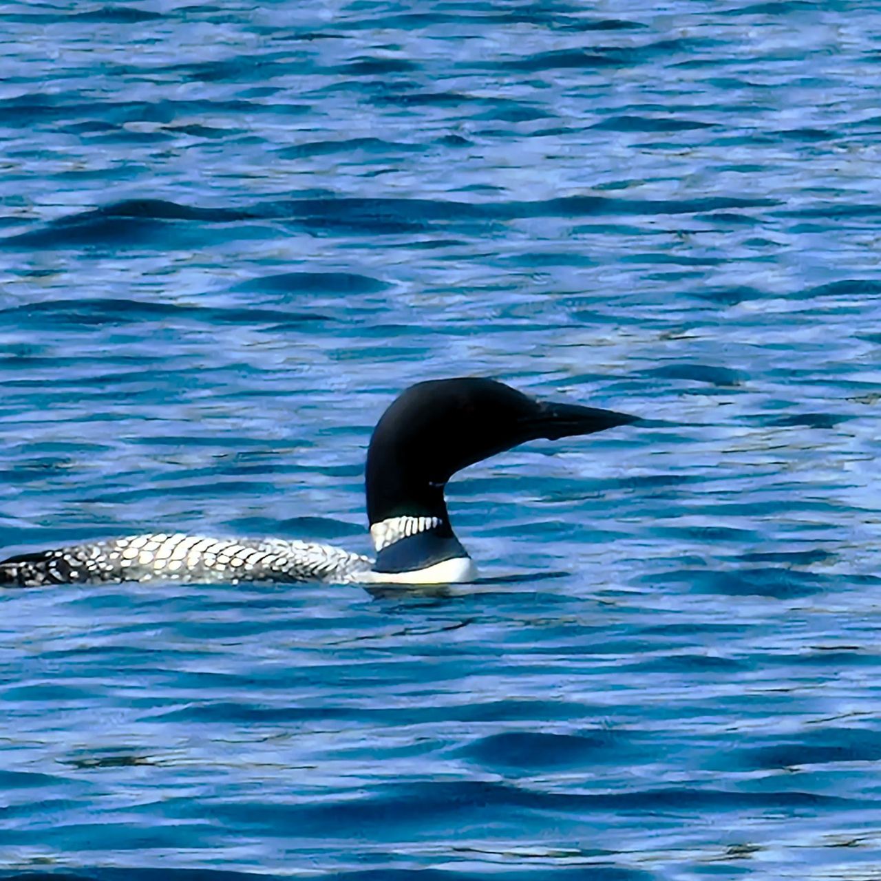 entry smap 258: Common Loon