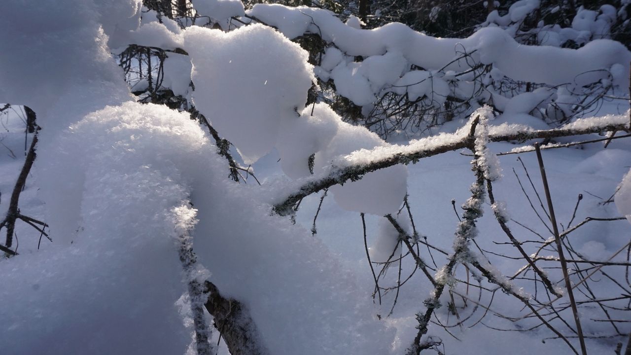 My winter walk ....  