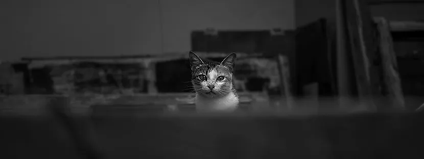 cat fb banner BW.jpg