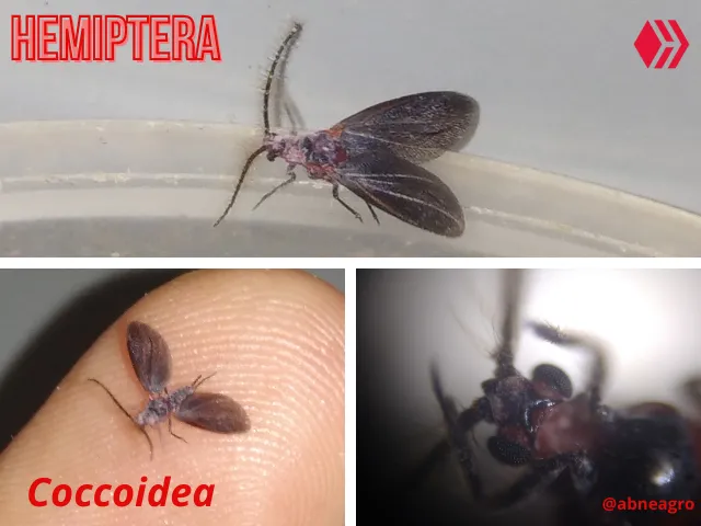 Video ácaro (7).png