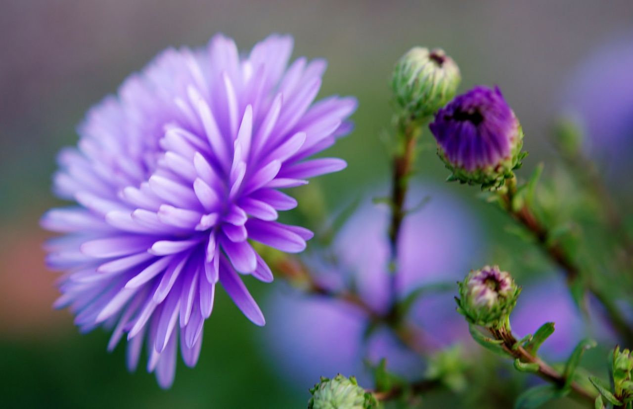 lilac-22797_1920.jpg