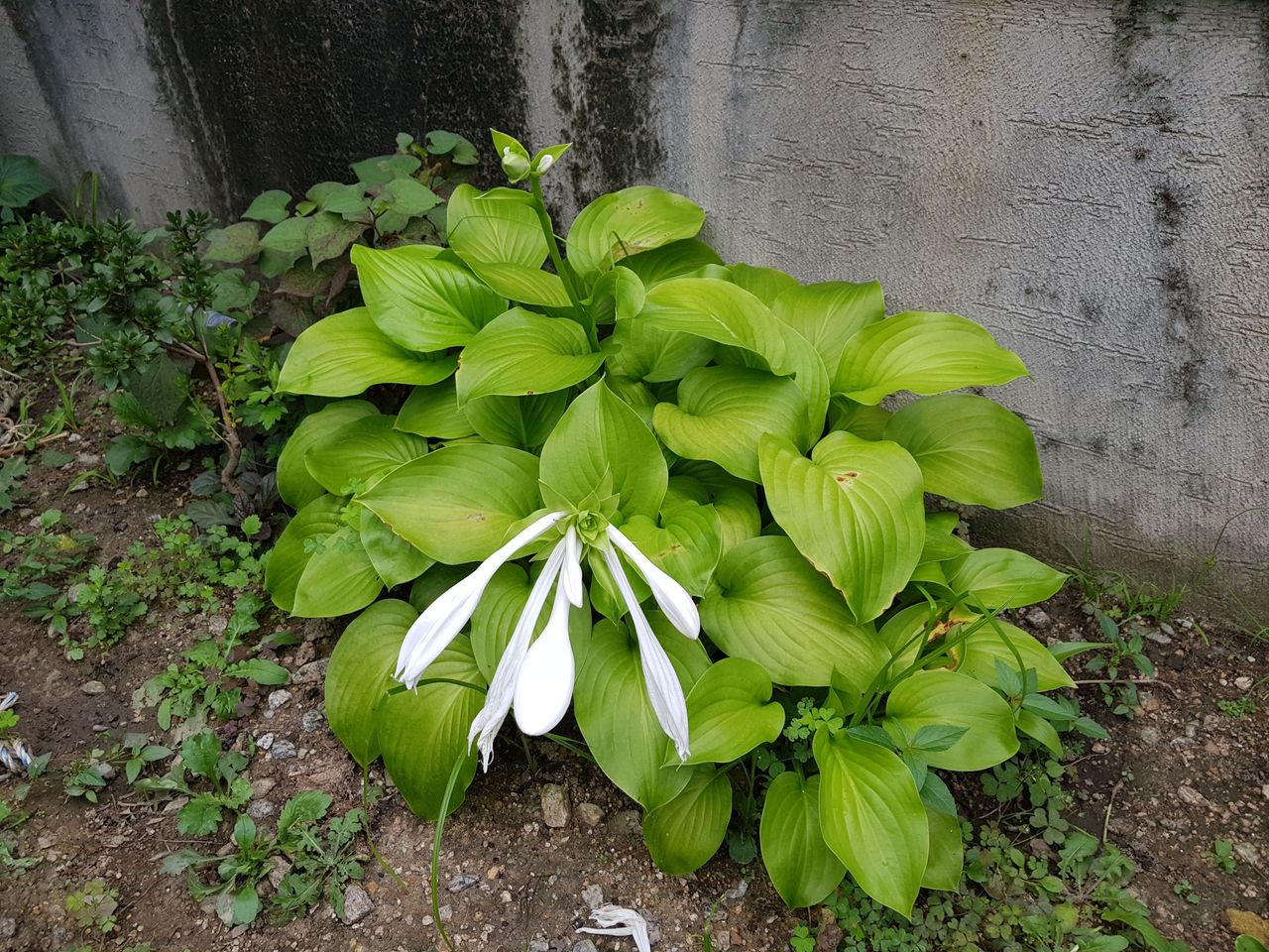 20170828_131656.jpg