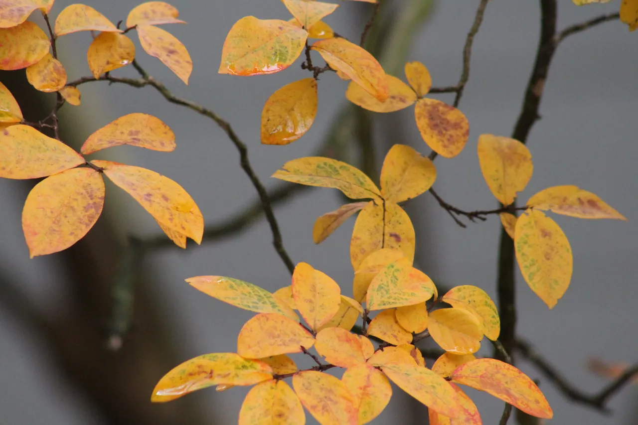 food-leaves 038.JPG