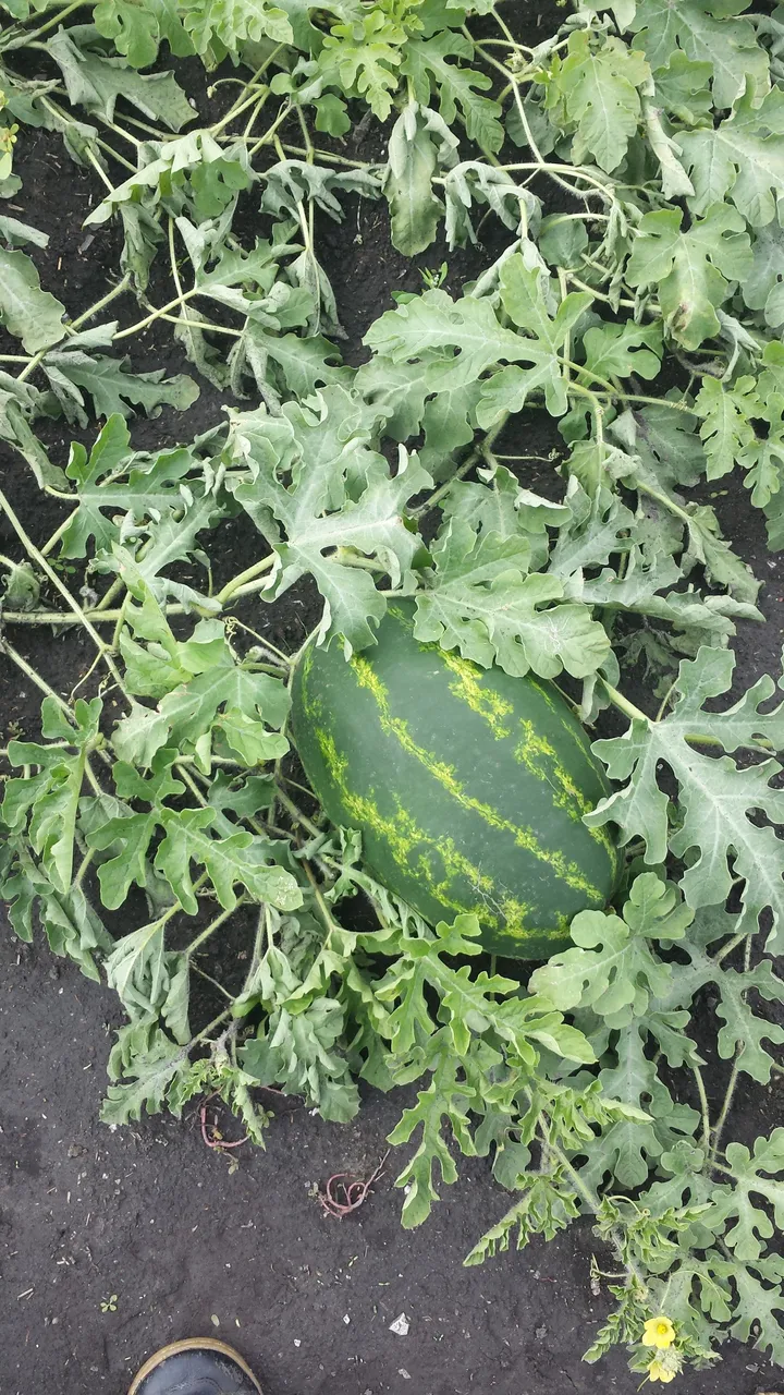 20140903_151325.jpg