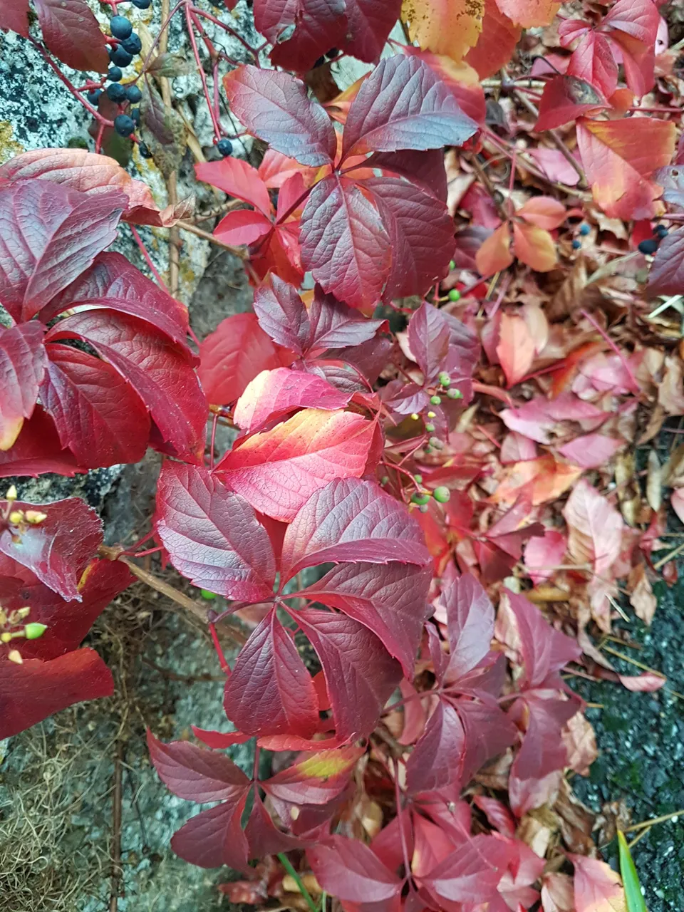 20171112_171714.jpg