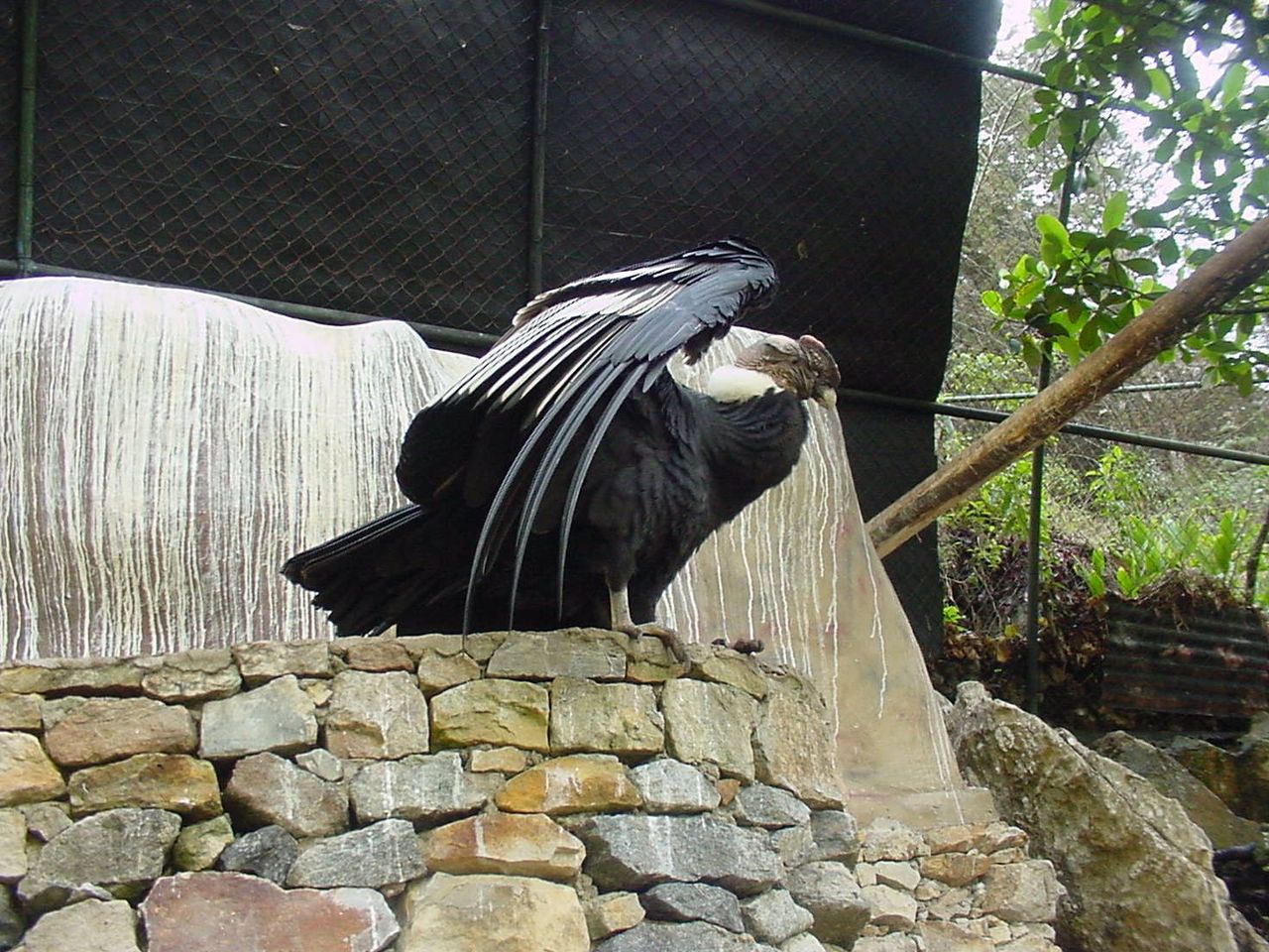 5 Condor andino.jpg