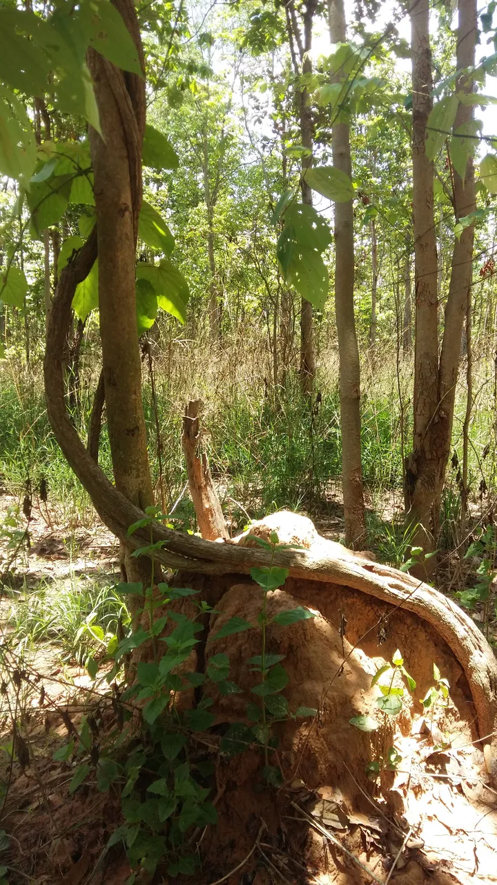 20180502_120137.jpg