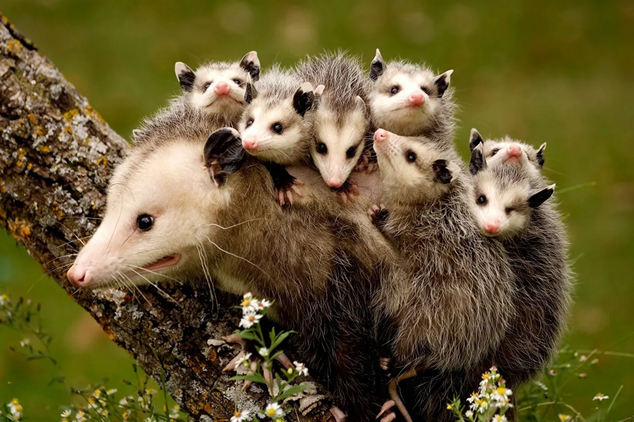 rabipelado Virginia opossum.jpg