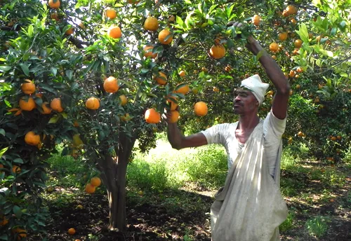 Harvesting_Nagpur_Mandarins.jpg