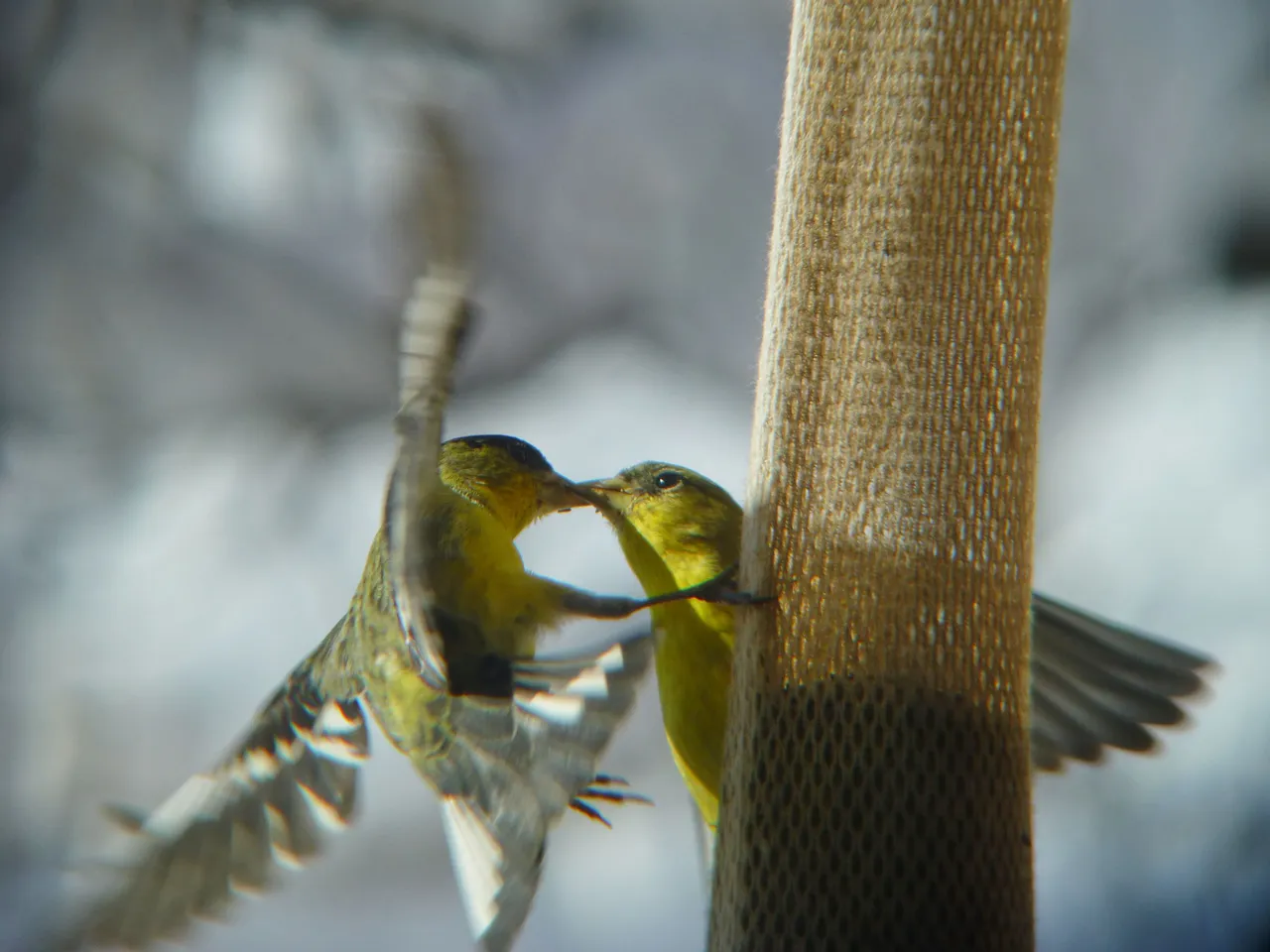 Lesser Goldfinches Landing.jpg