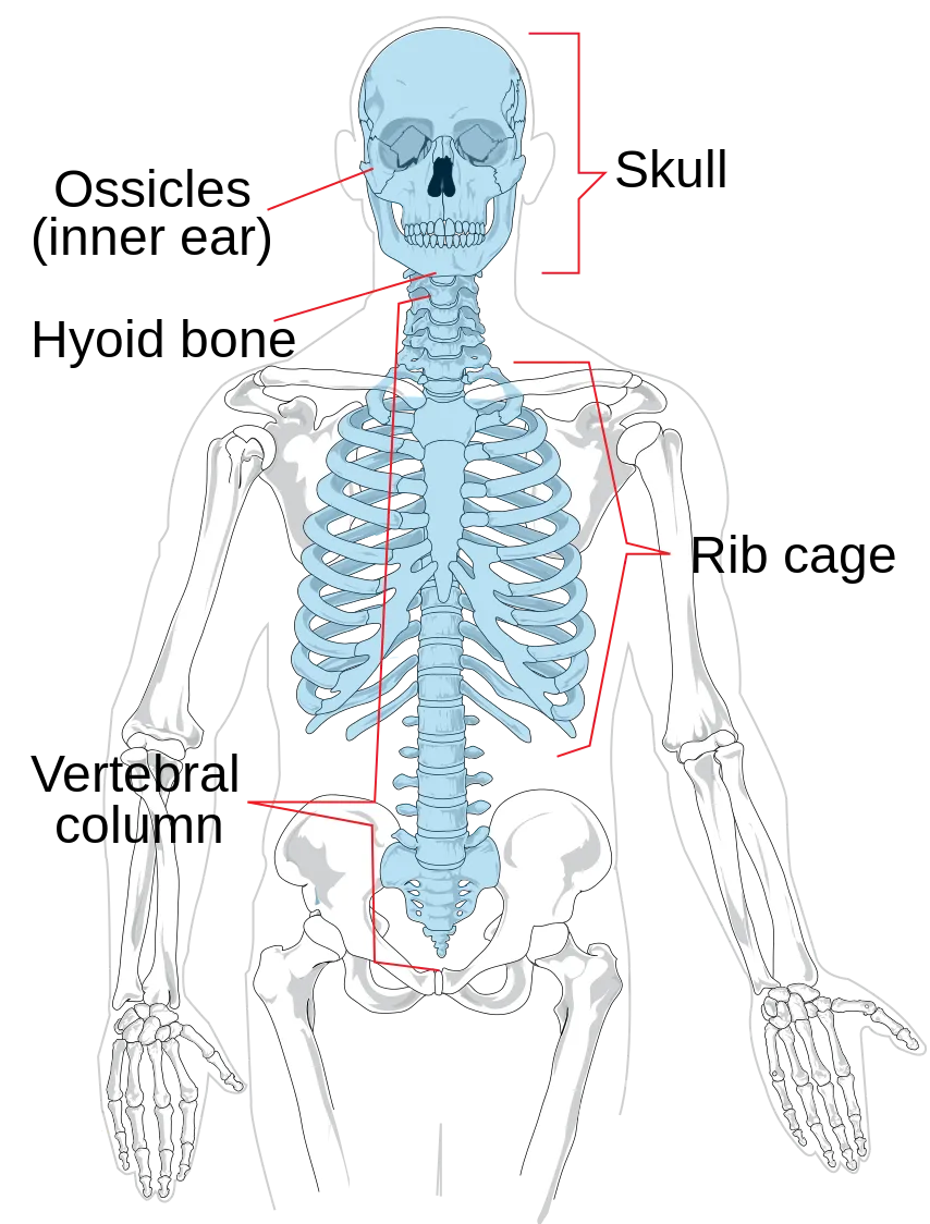 Axial_skeleton_diagram.svg.png