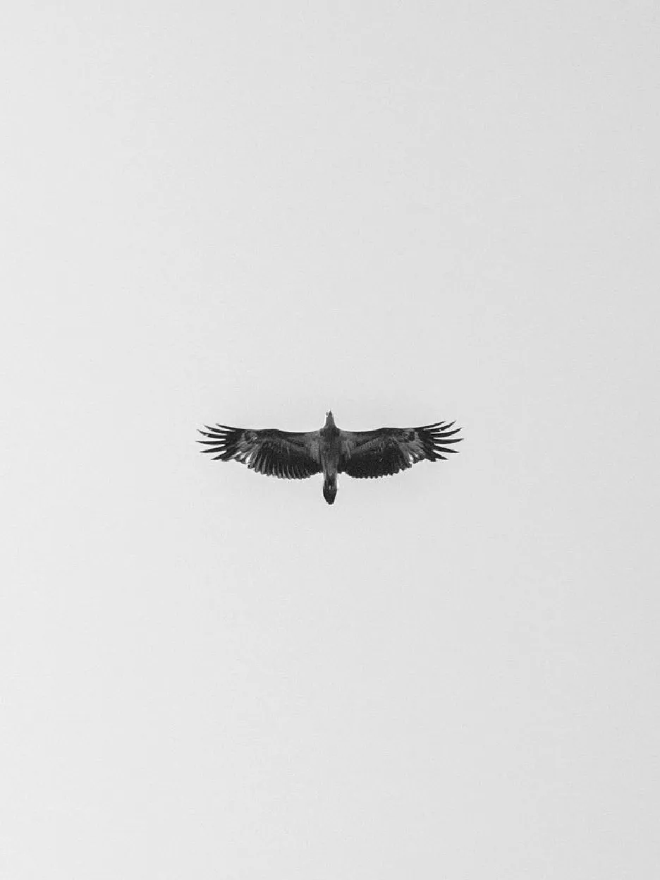 ntopaz-image-0