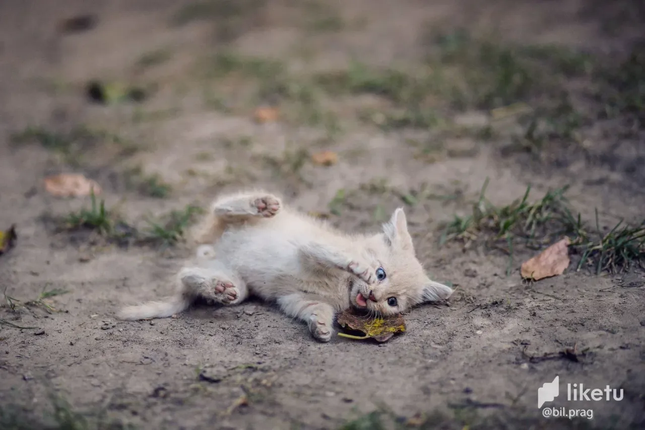 cl9rpgnxe018s1dkcgvsv0crv_cat_12.webp
