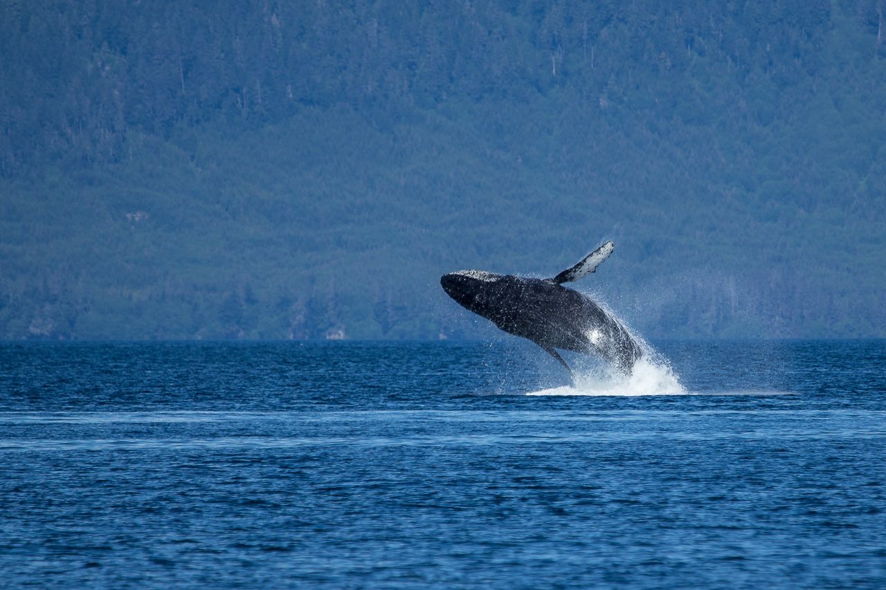 AlaskaHumpback.jpg