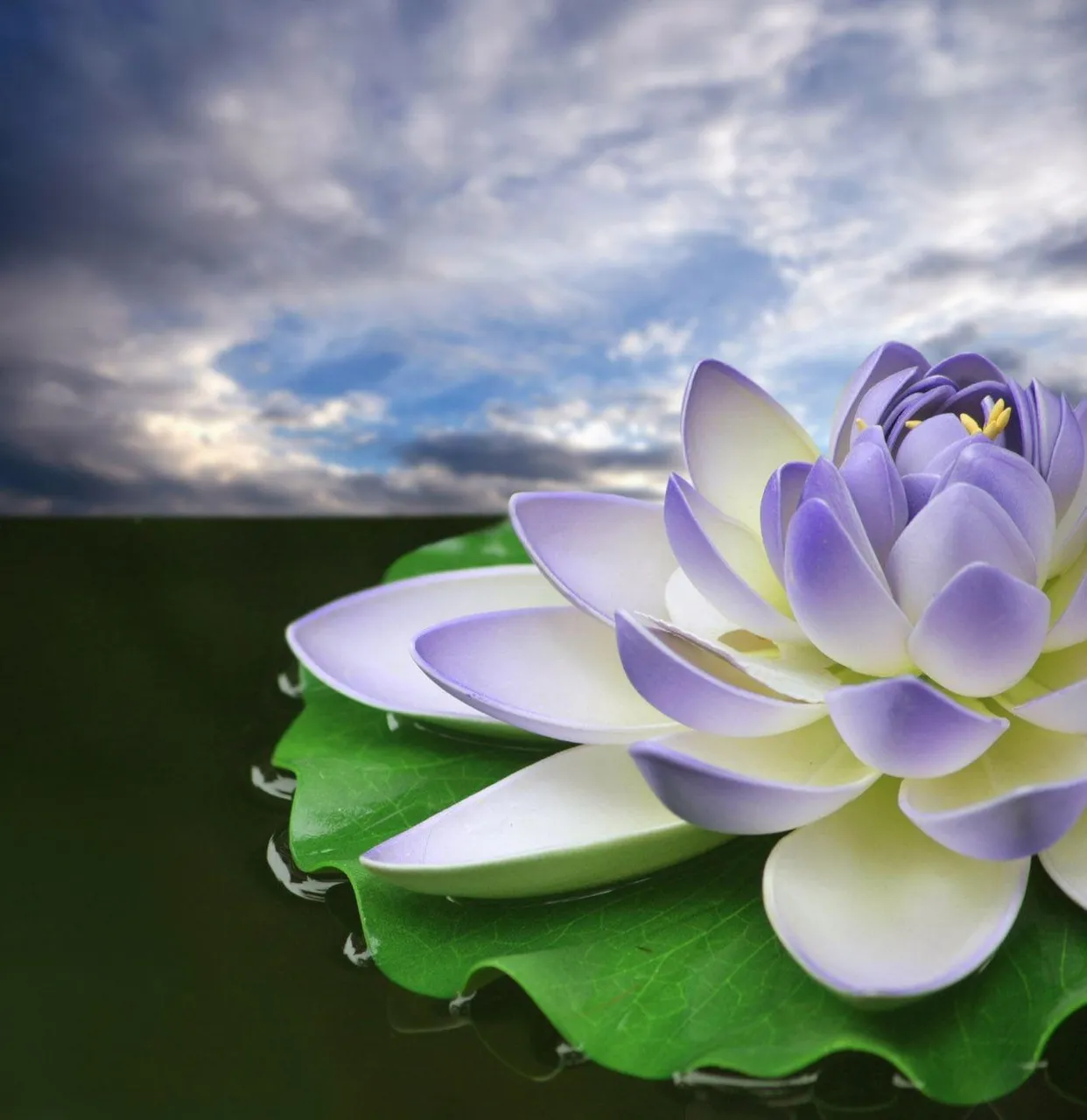 Lotus Flower (43) photo