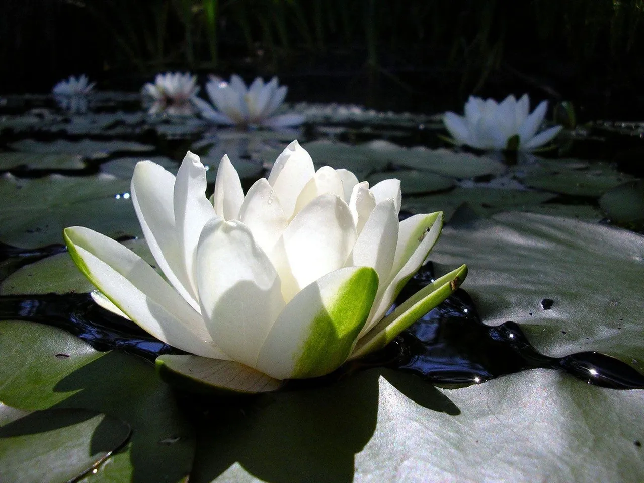 Lotus Flower (50) photo