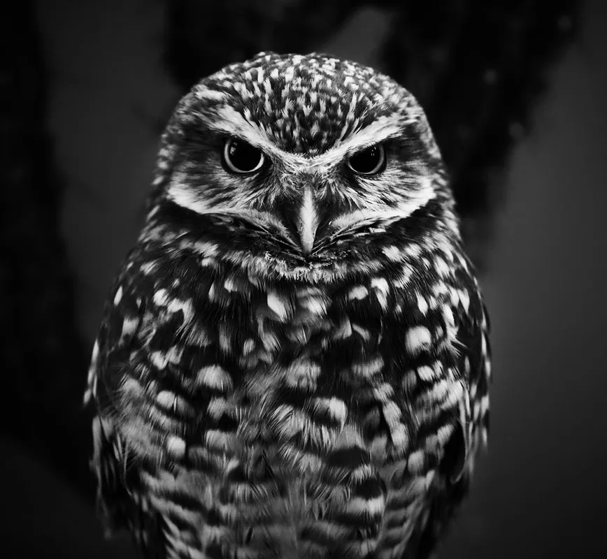 owl