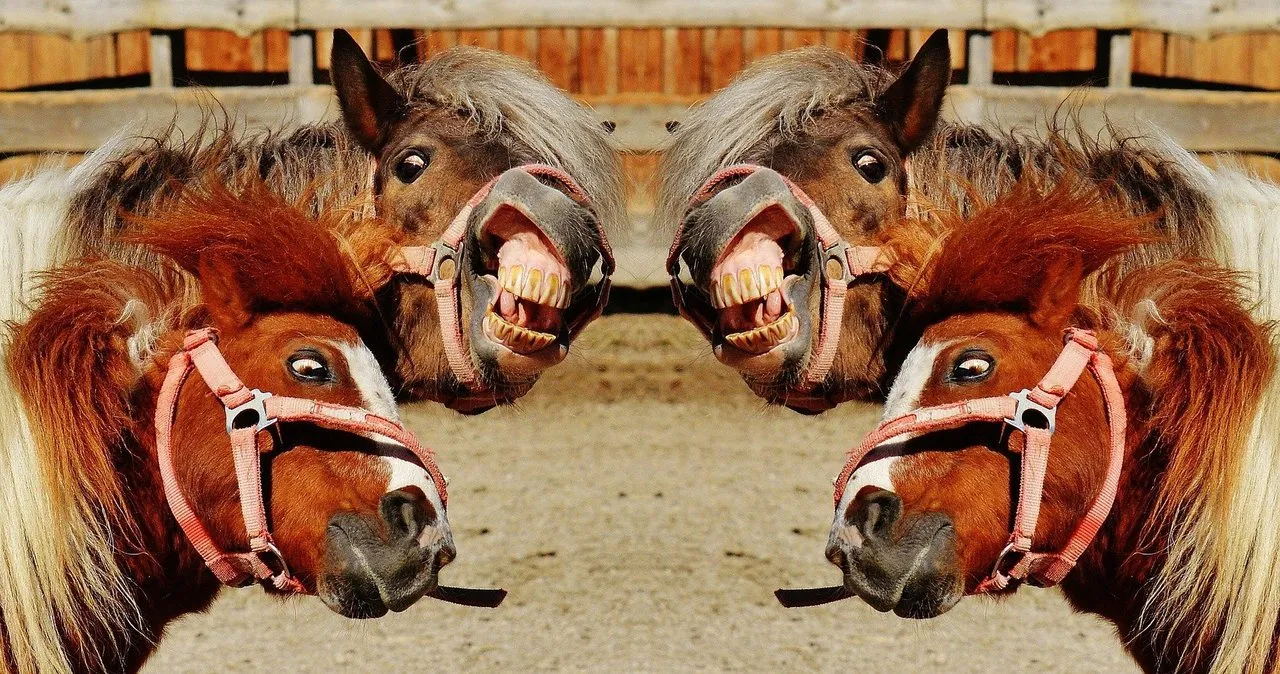 r12dhn.jpg