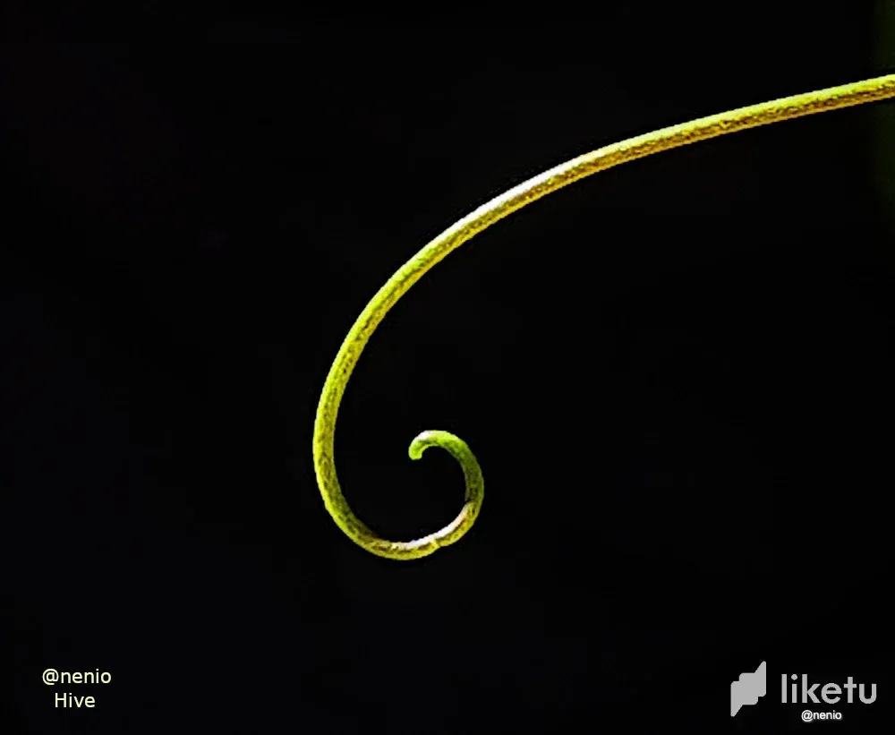 cld5ek9ek00fra8sz45gm7iy3_fibonacci-001.webp
