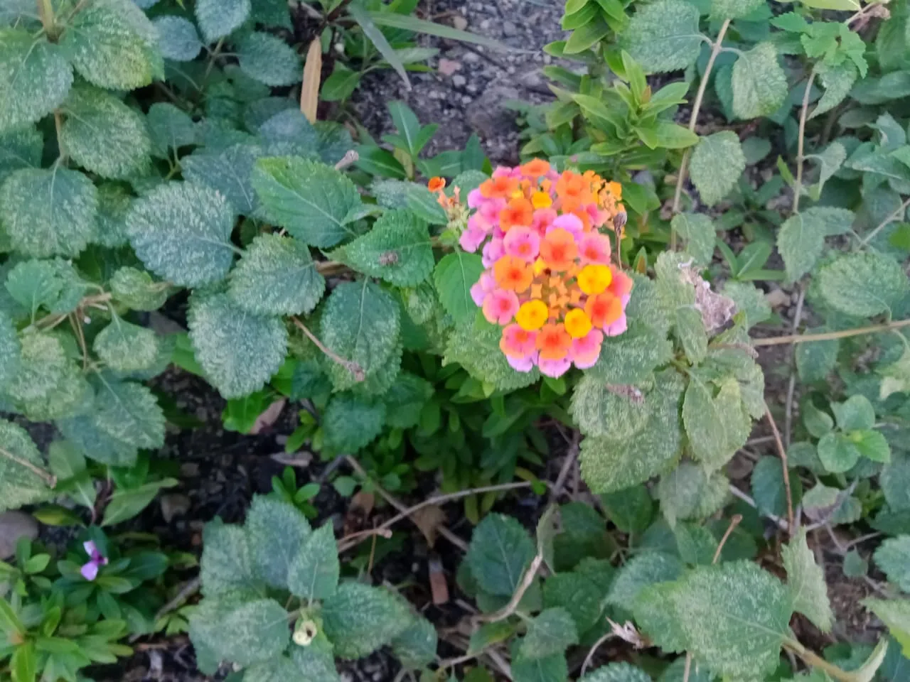 flores (4).jpeg
