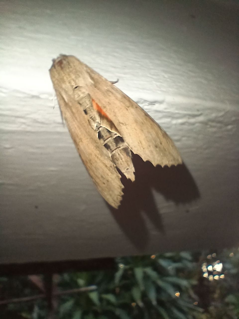 20260515_064049.jpg