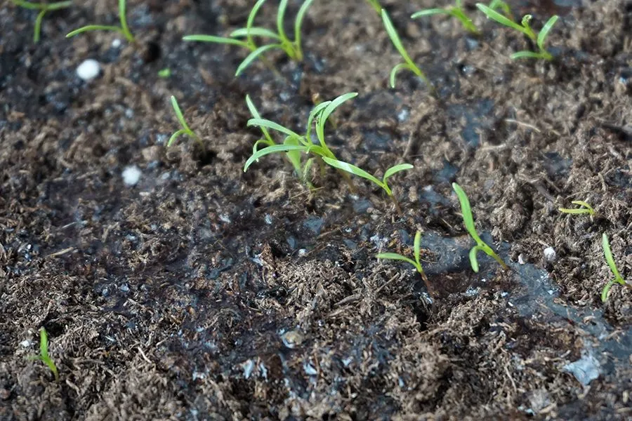 Carrot_Seedlings_04.jpg