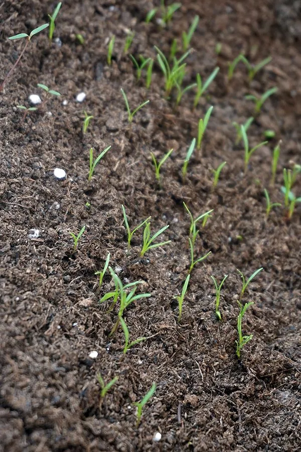 Carrot_Seedlings_02.jpg