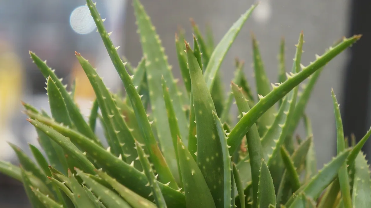 aloevera3739793_1920.jpg