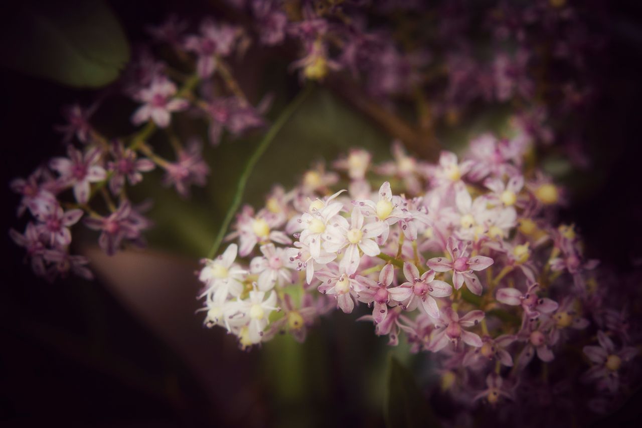 Pequelas flores de una planta enredadera en un parque de la ciudad.