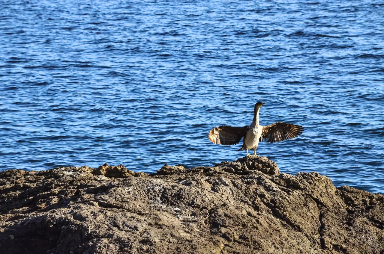 DSC_0082.jpg
