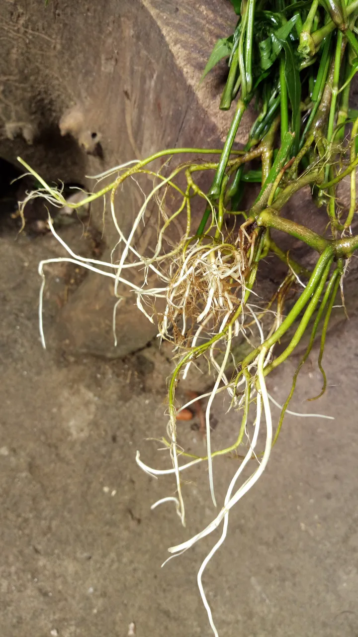 IMAG0088.jpg