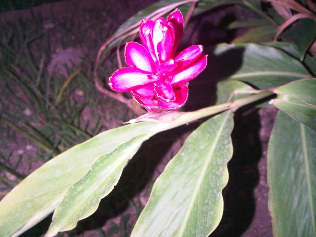 flores5.jpeg