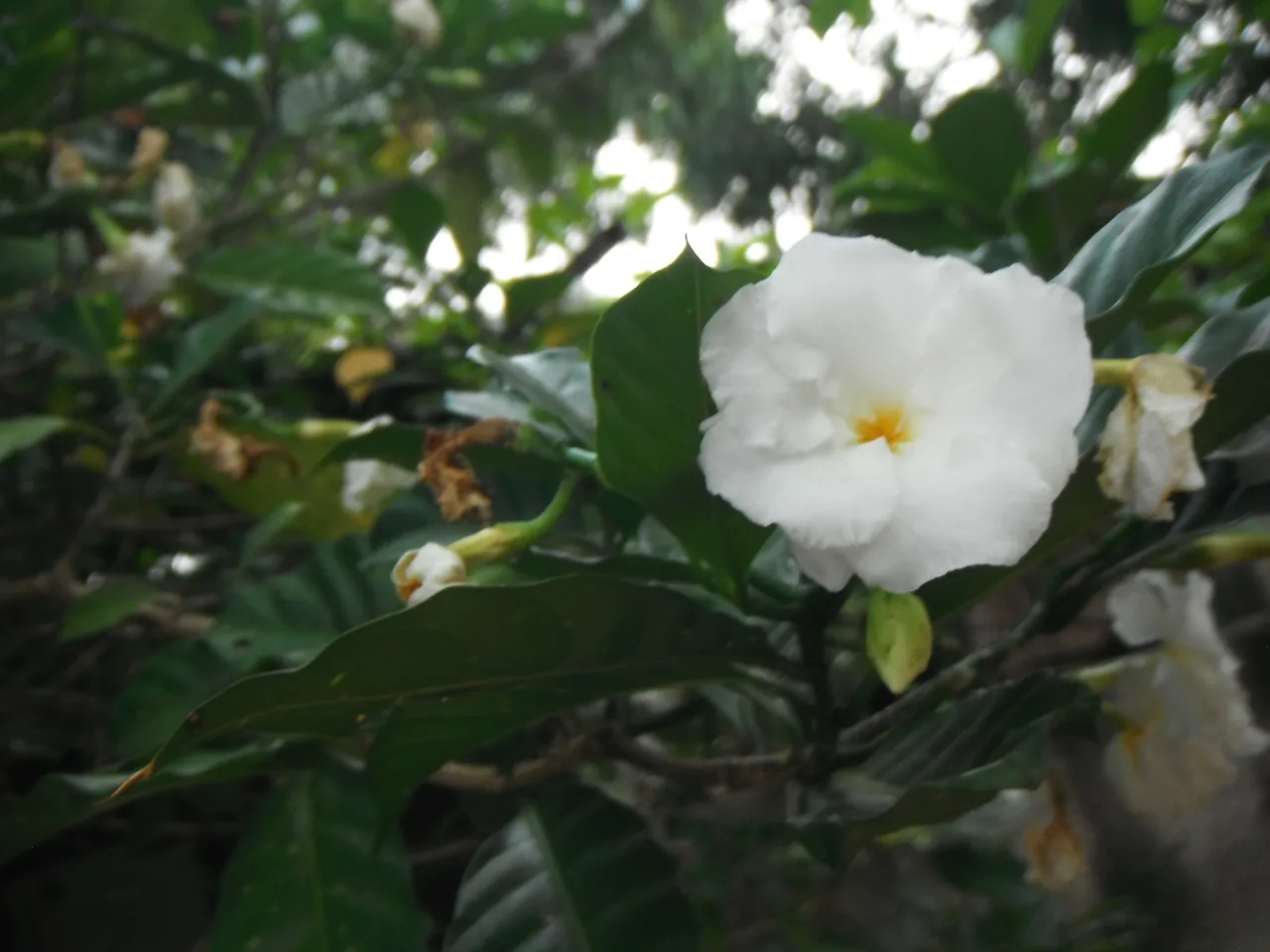 DSCF2649.JPG
