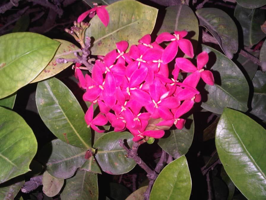 flores1.jpeg
