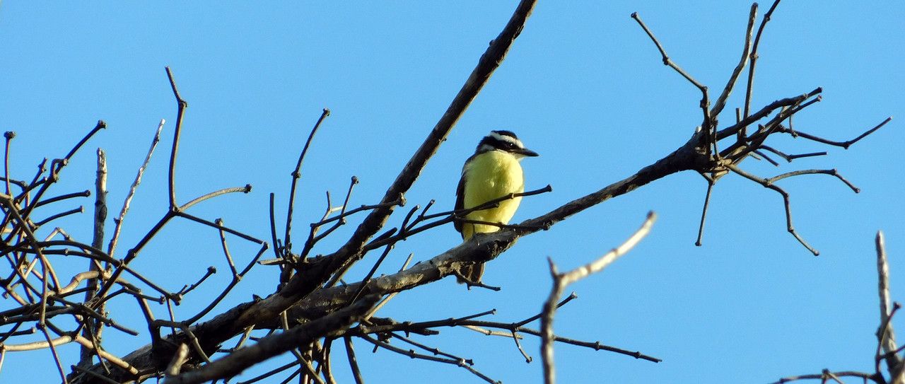 This week's birdwatching was easy but fun [Esp/Eng].