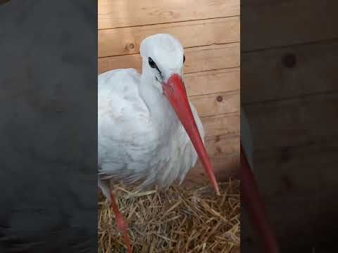 Life of the stork Beak
