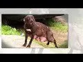 HTML tutorial