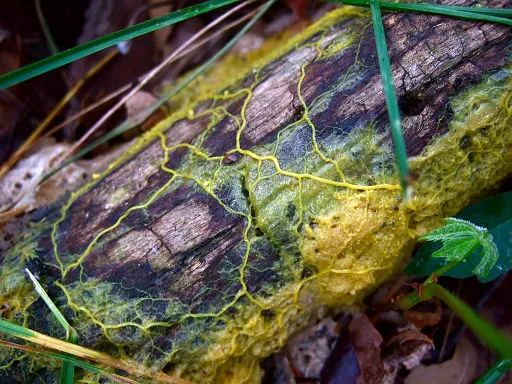 Physarum polycephalum plasmodium