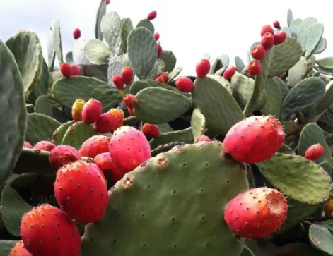 figues-de-pala.png